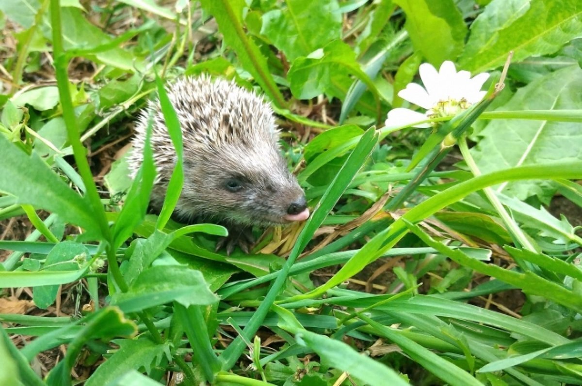    Местные жители смогут бесплатно посещать нижегородский национальный парк