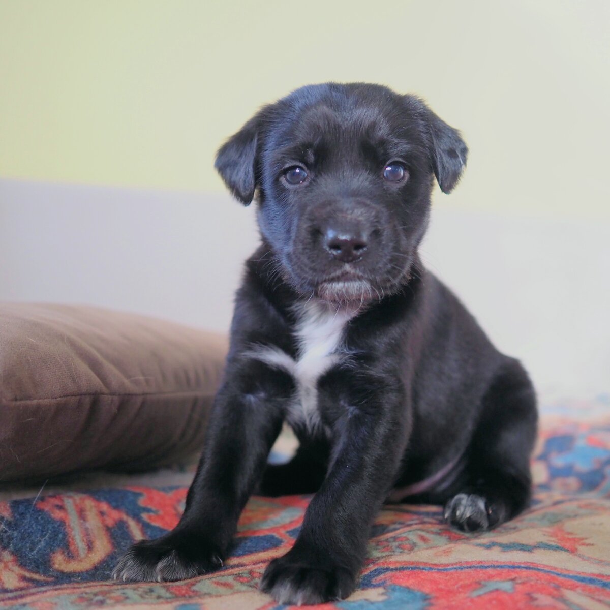 Щенок дворняги-  в новой семье давно и очень любим ими, я пристроила.