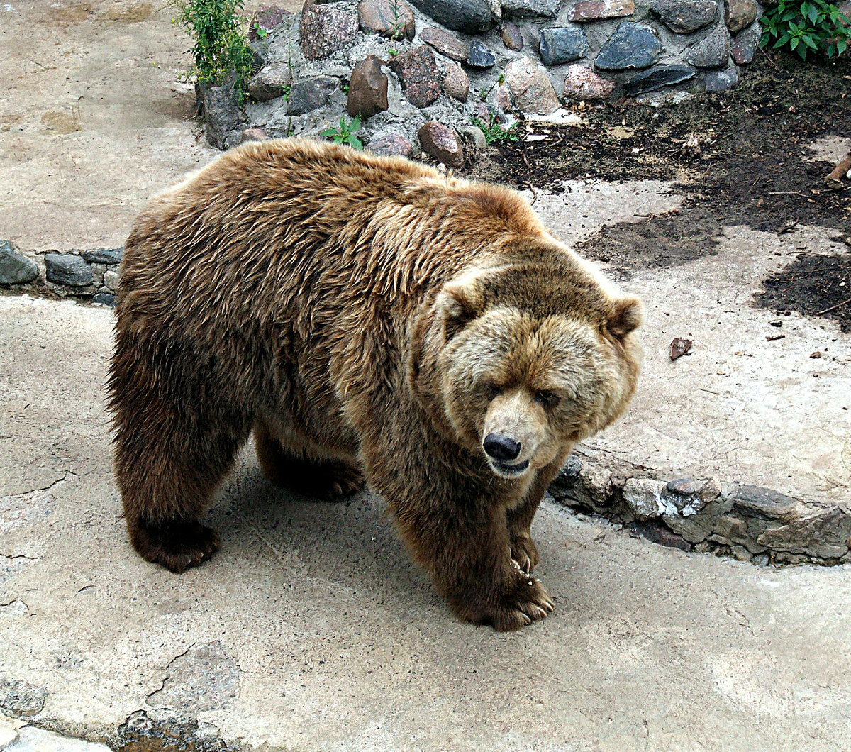 Екатеринбургский зоопарк медведь бурый