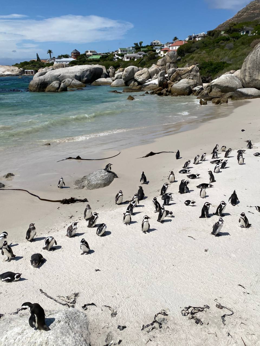 Колония африканских пингвинов в Boulders Beach