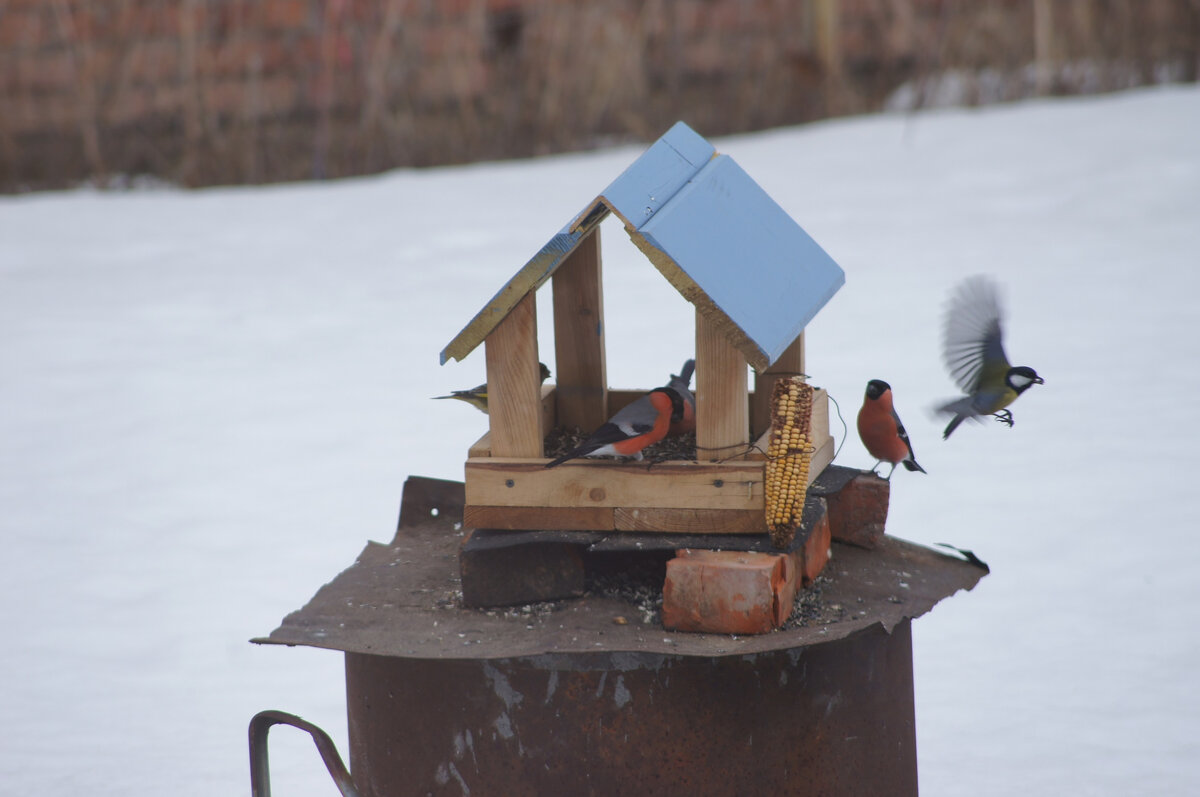 Снегири подкрепляются по-очереди. Синички хватают семечку и улетают с ней на ближайшее дерево или куст