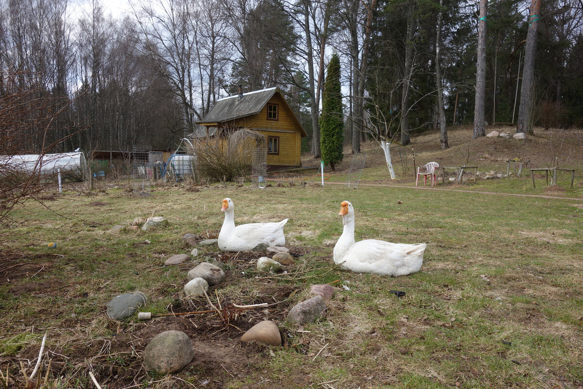 Гусиная верность. Фото автора.