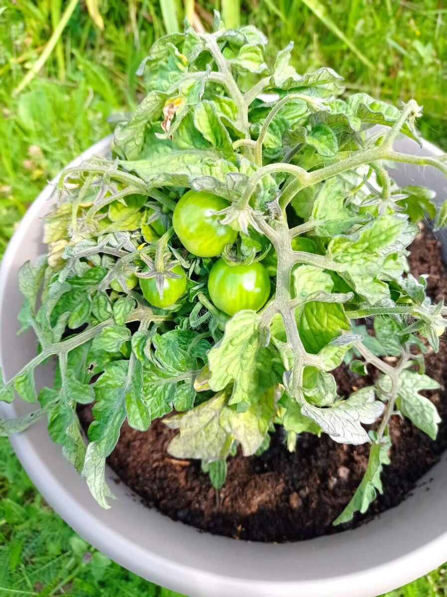 Помидорчики в кашпо