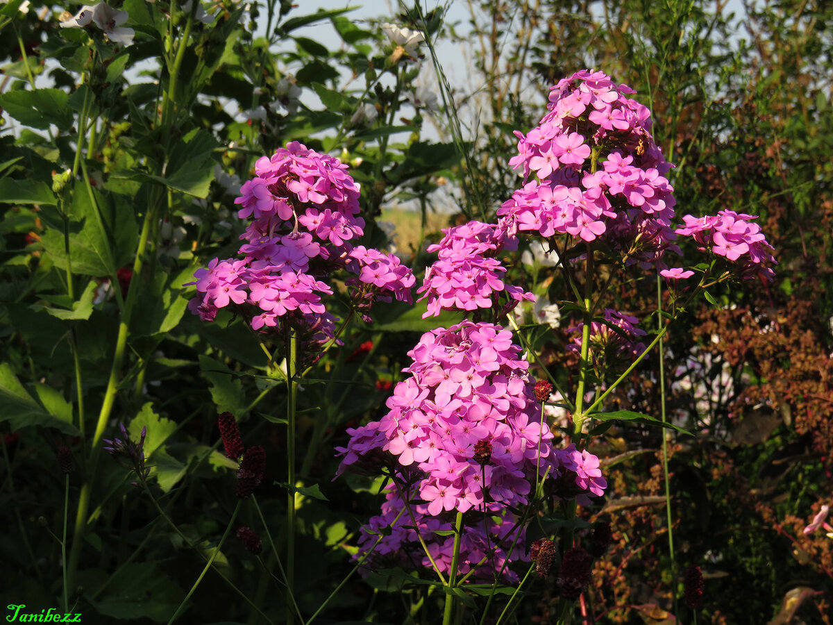Флокс метельчатый "Hesperis"