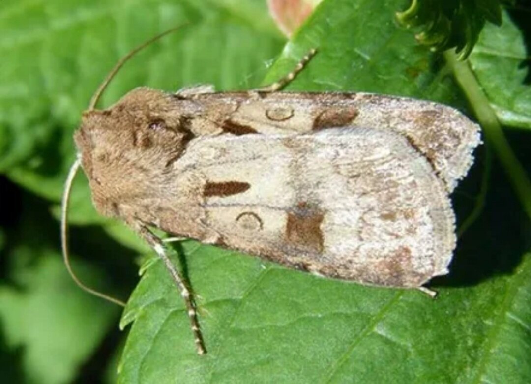 Бабочка вредитель. Озимая совка (Agrotis segetum),. Совка восклицательная (Agrotis exclamationis l.) личинка. Бабочка озимая совка. Agrotis exclamationis (восклицательная совка).