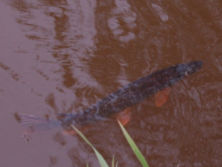     Щука. Фото: Яншевского Андрея.