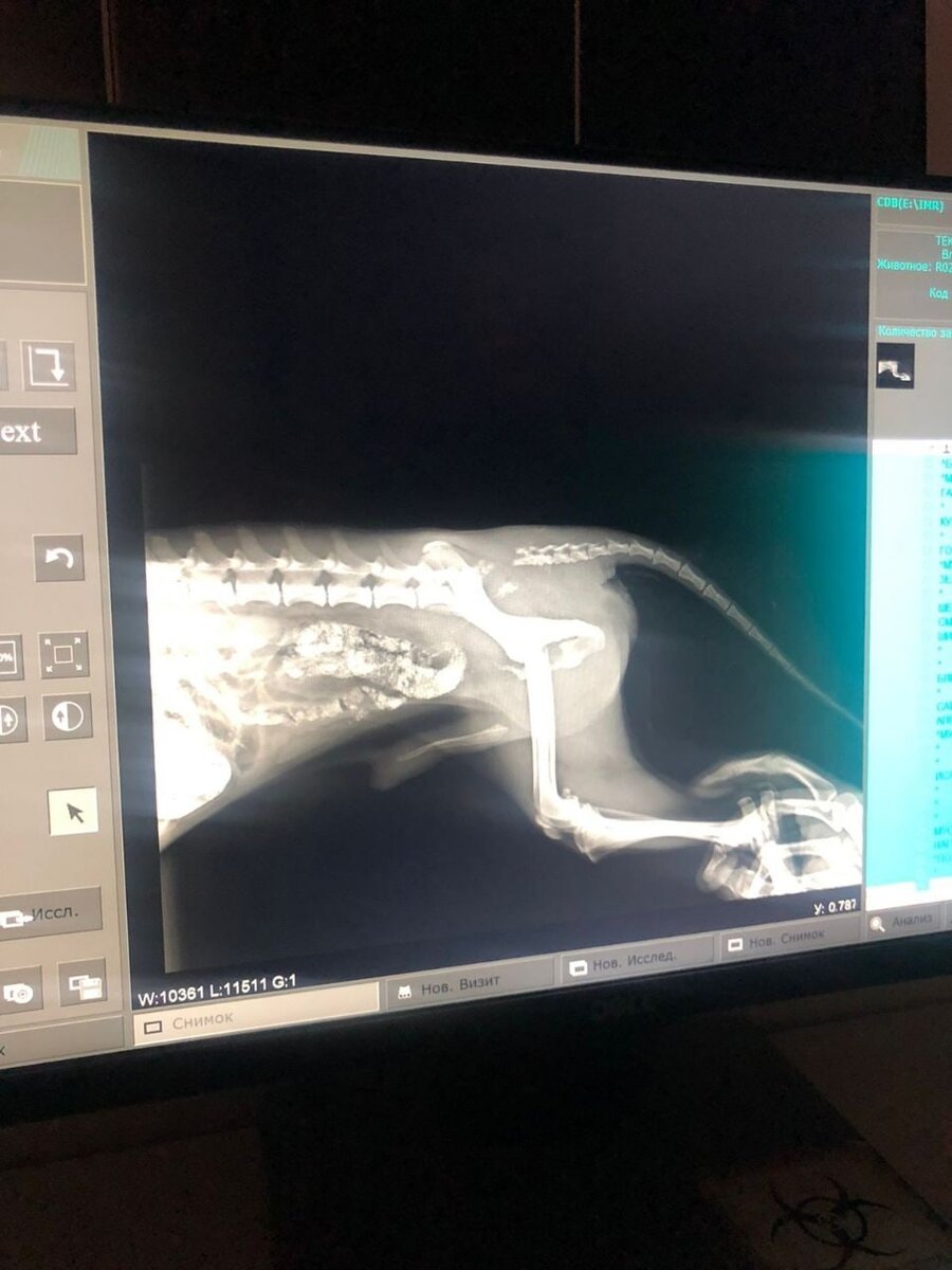 Вырванный хвост из позвоночника Фунтика.