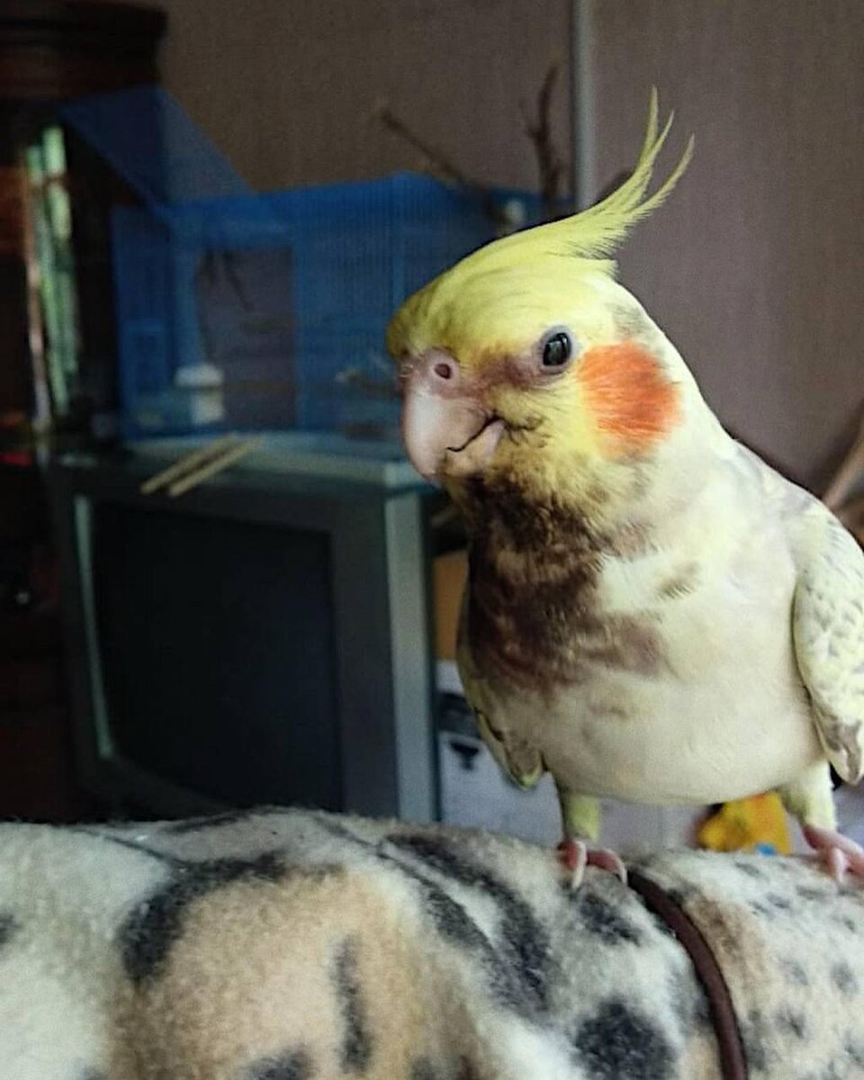 На фото мой пациент, который получил электротравму, на данный момент птица в полном порядке