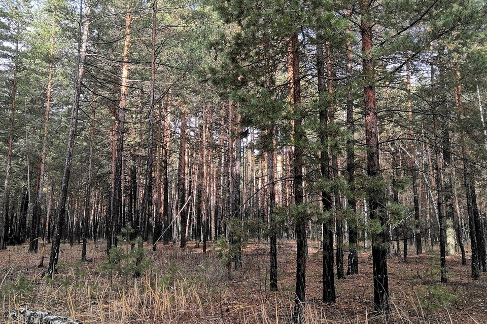     Пенсионерка заблудилась во время прогулки в лесу в Липецкой области Алина ПАЛАГИНА