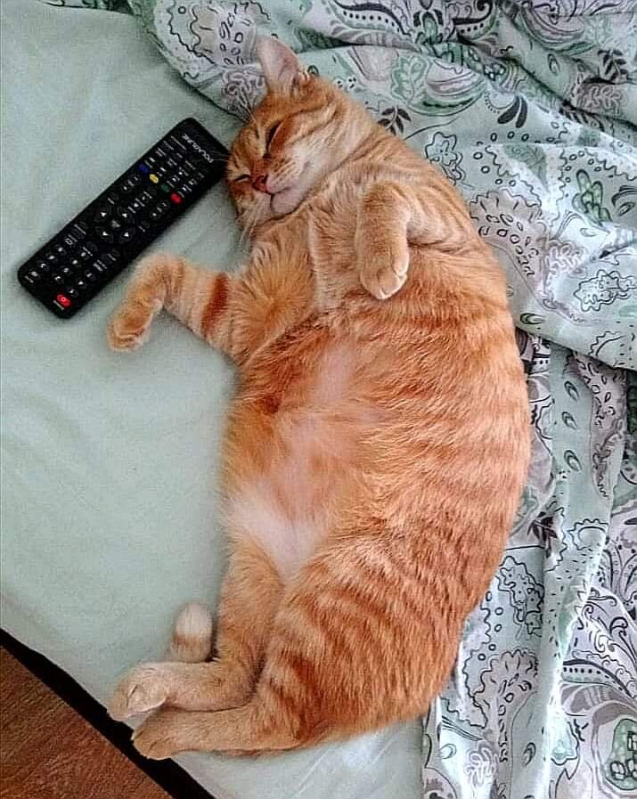 Апельсин. Фото из архива волонтера.