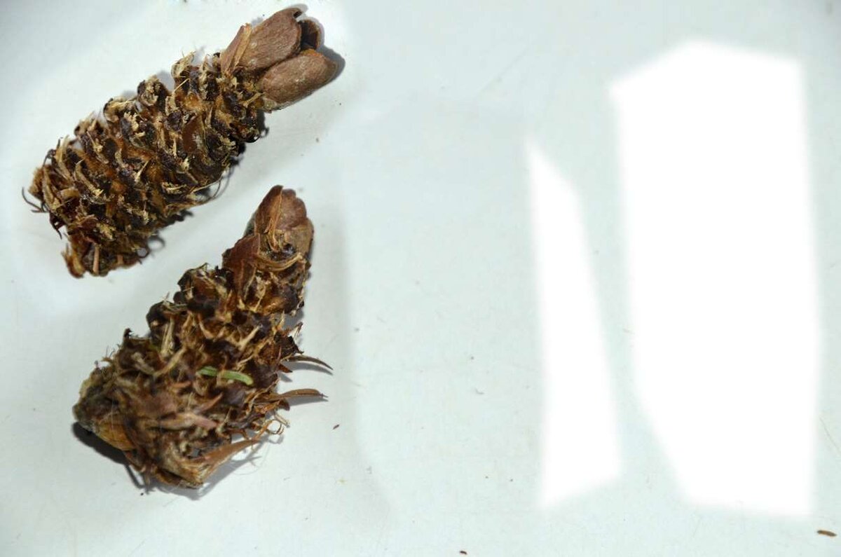    Вот такие стерженьки остаются от шишек лиственницы, после того как из них достанет семена белочка stalker