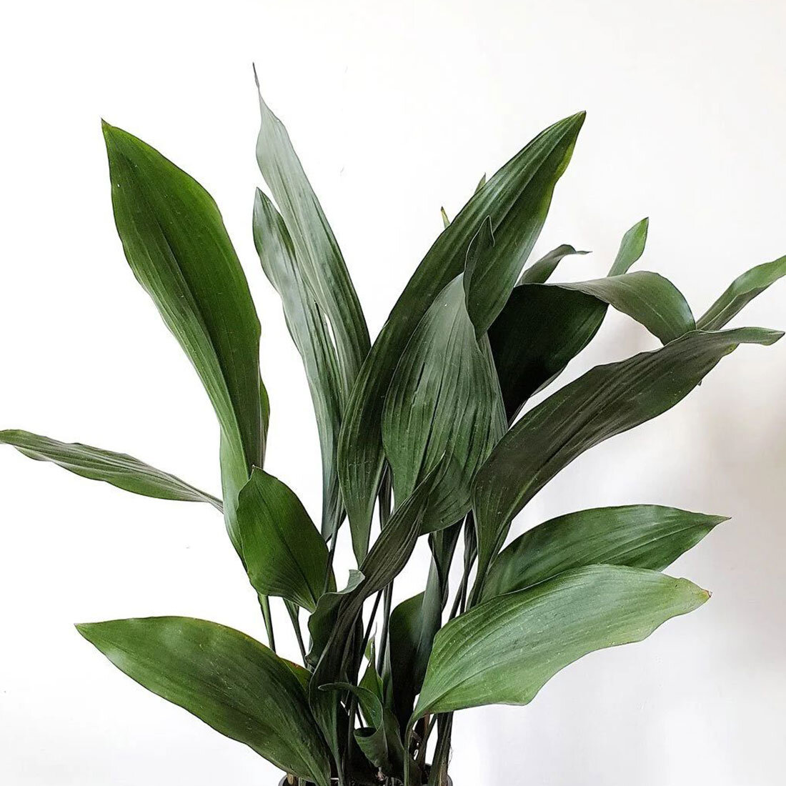 комнатные растения 2024 году. фикус бенджамина мужегон. филодендрон грин лайм. хлорофитум осока. хлорофитум хохлатый.