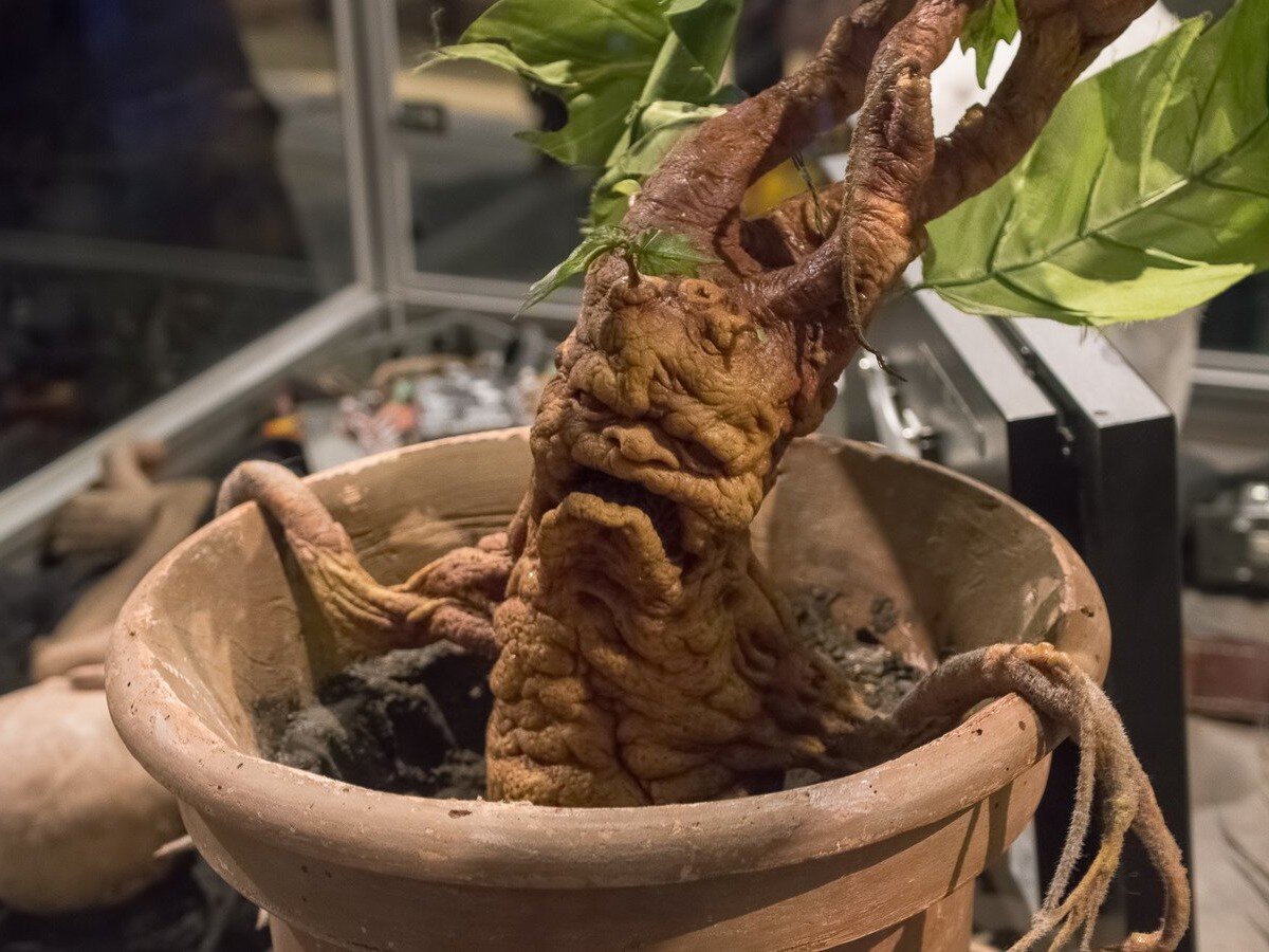    Учёные записали «страдальческие крики» растений [ВИДЕО]