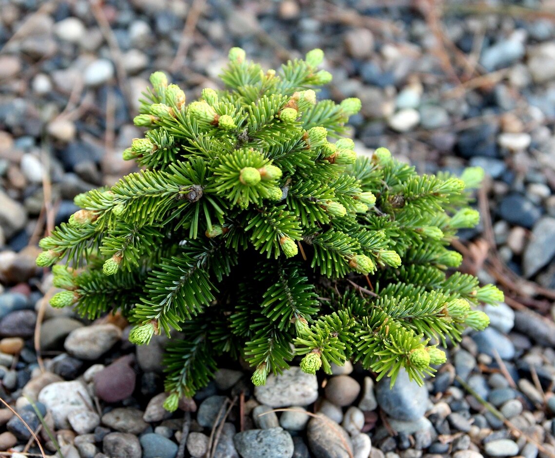 Северный пихта. Пихта Сибирская Abies sibirica. Пихта бальзамическая. Пихта Сибирская Abies sibirica сырье. Цветки у пихты сибирской.