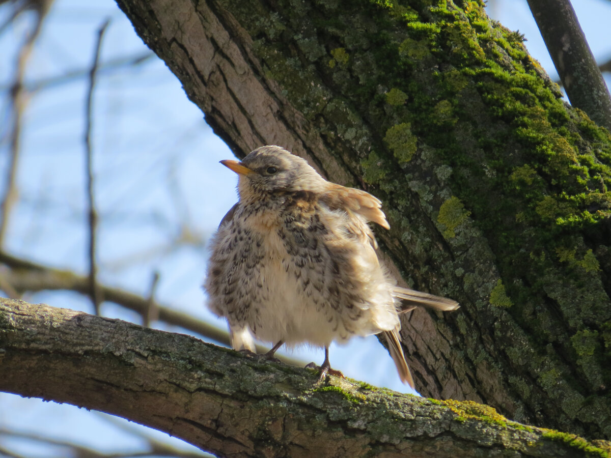 Дрозд. Фотография участника Орниквеста Игоря Бабкина 