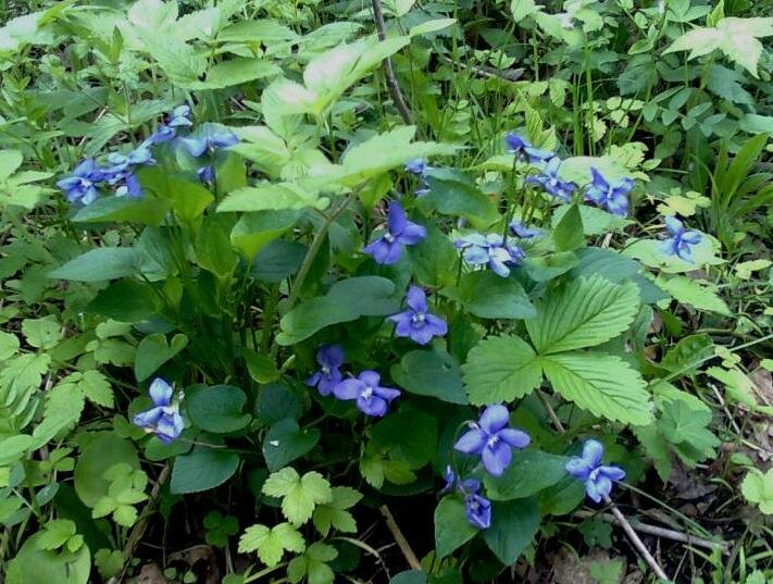 Душистая фиалка