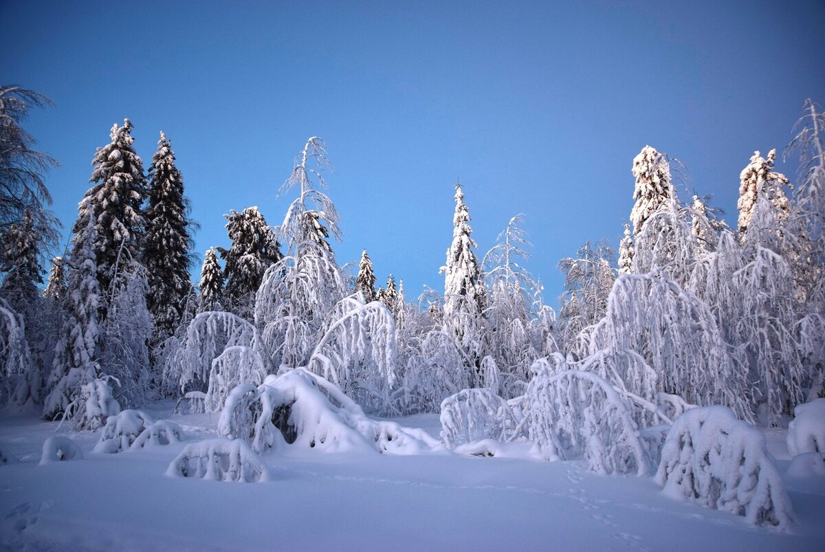 Пермская зимняя тайга.