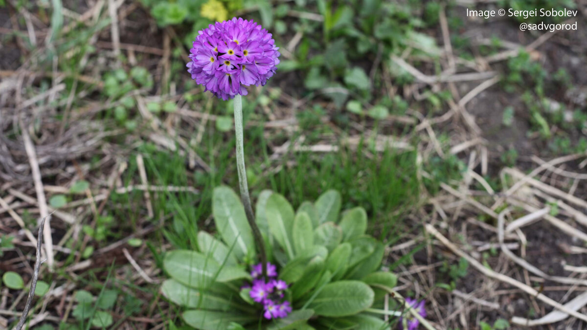 Примула мелкозубчатая (P. denticulata).