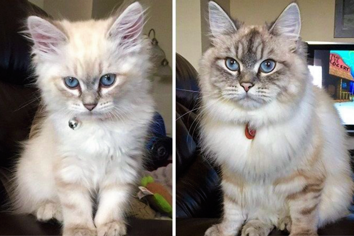 Выросшие котята. Коты до и после взросления. Котенок до и после вырос. Котята и взрослые коты до и после. Пушистые котята до и после