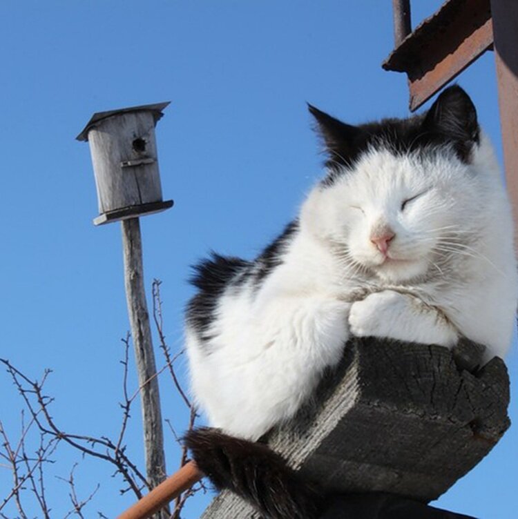 Приходящий кот. Кот в ожидании весны. Котики в ожидании весны. Мартовский кот на заборе. Кот сидит на скворечнике.