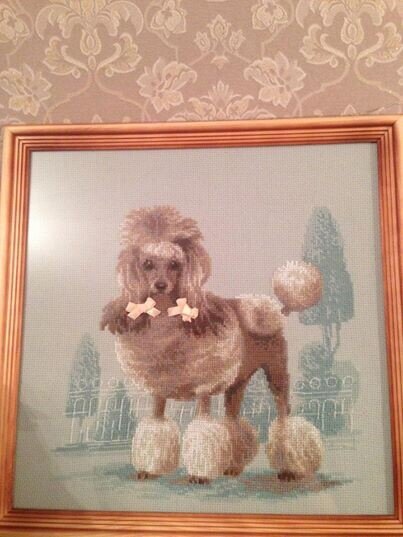 Пёс-аристократ с очень модной стрижкой...