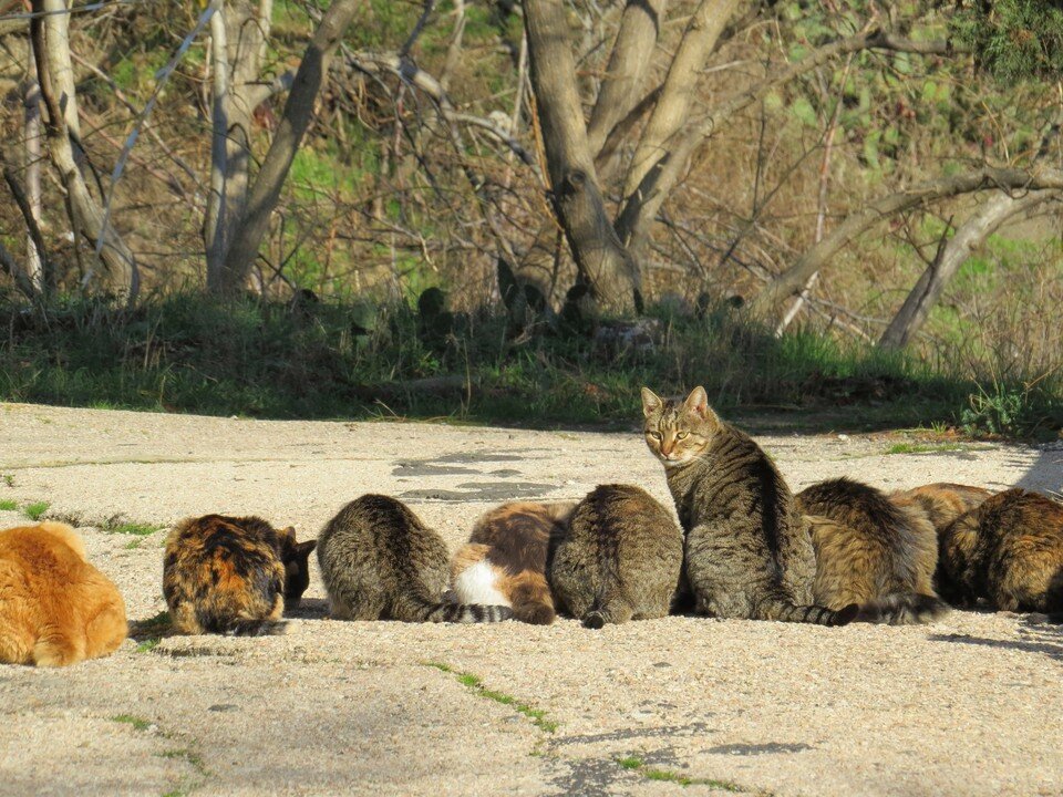     Котиков в заповеднике очень много. Фото: Юлия Лужанина/Карадагский заповедник/VK