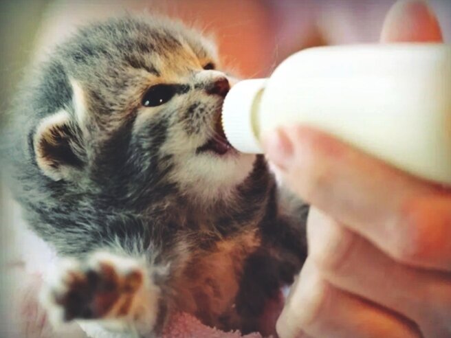 как выкормить маленького котенка