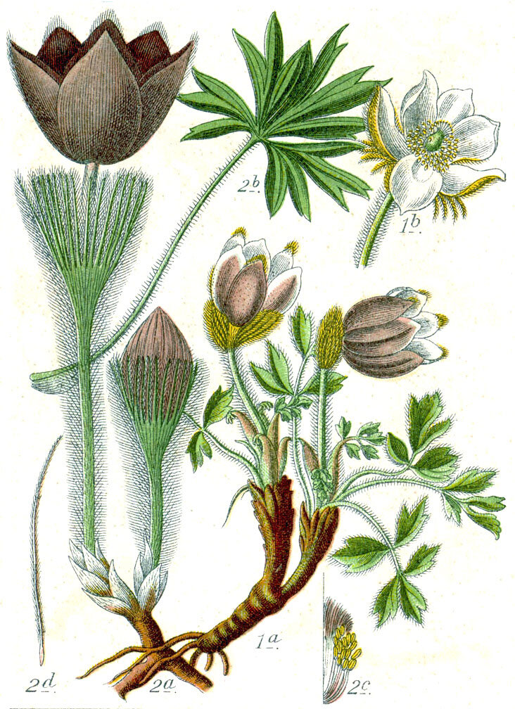 Ботаническая иллюстрация Якоба Штурма из книги «Deutschlands Flora in Abbildungen», 1796 2 — Pulsatilla pratensis. 