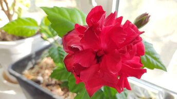 Разоблачение обмана с цветами. Китайская роза (гибискус): какой способ размножения лучше. Черенками, листом или бутоном?