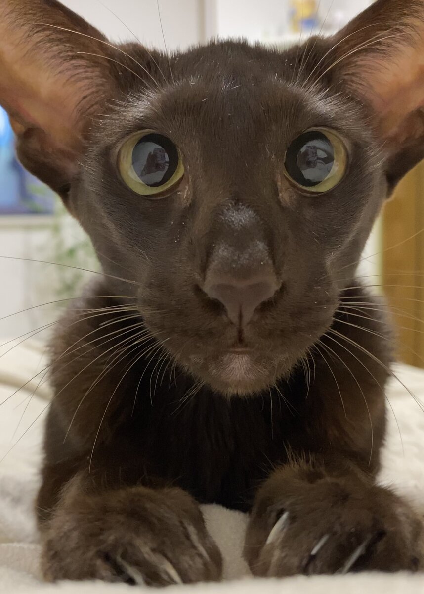 Ориентальная кошка Йолли