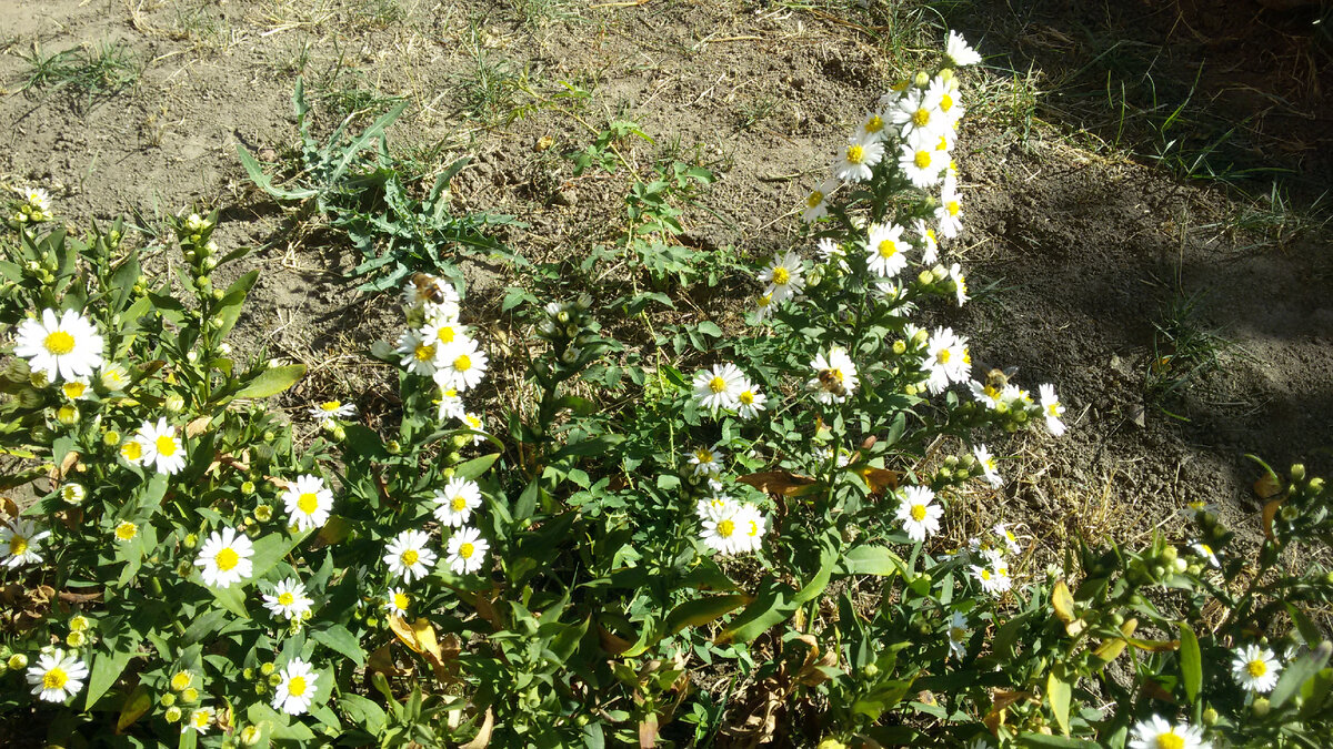 Астра солончаковая в Ростовской области. Цветение 2 октября