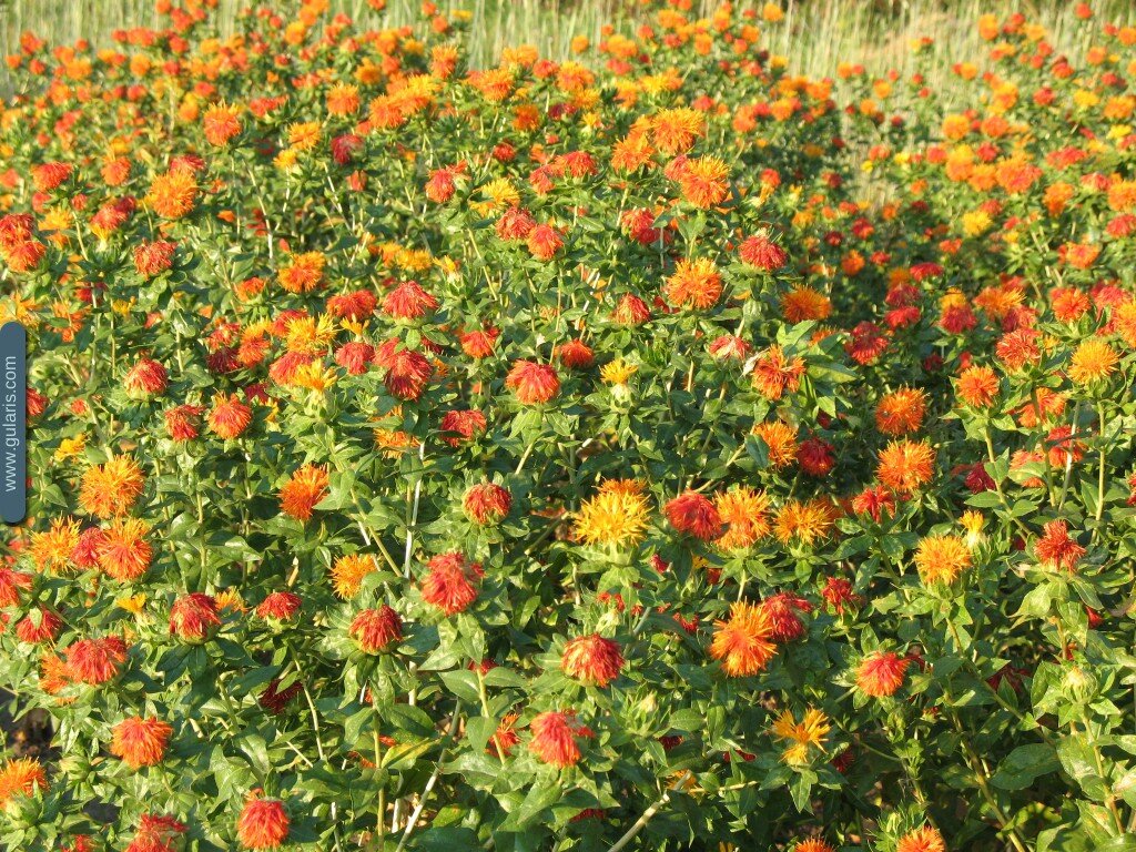 Цветение сафлора