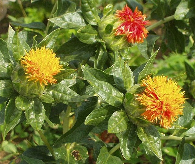 Корзинки сафлора