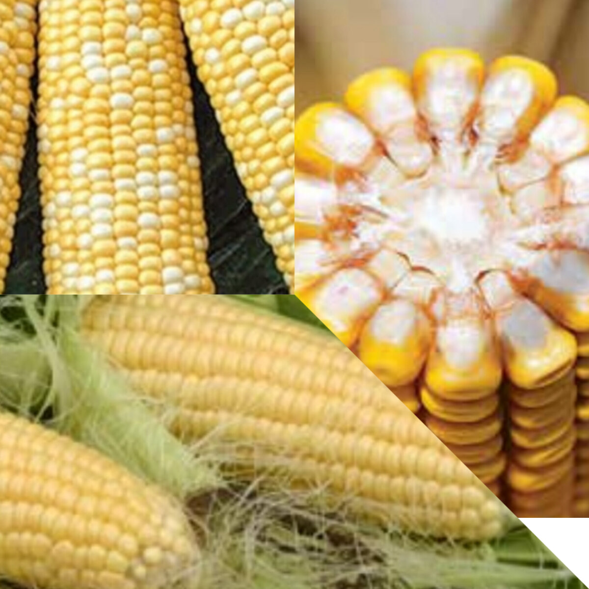 Солнечные початки😁🌽👍