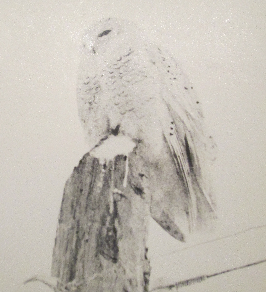 Белая сова. Та самая фотография начала 80-ых гг.