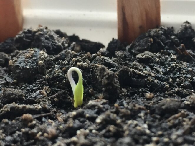 Семена для рассады не замачиваю: это лишнее. Агроном убедил: 4 факта о ...