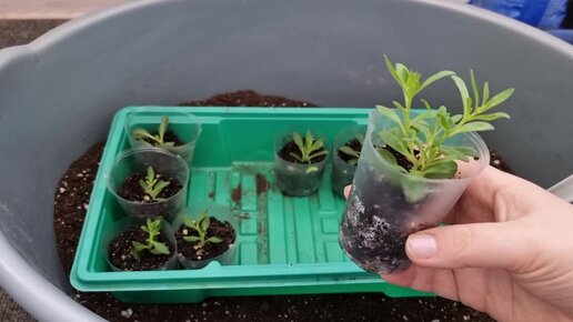 Результат черенкования калибрахоа удивил и порадовал 👍🌱