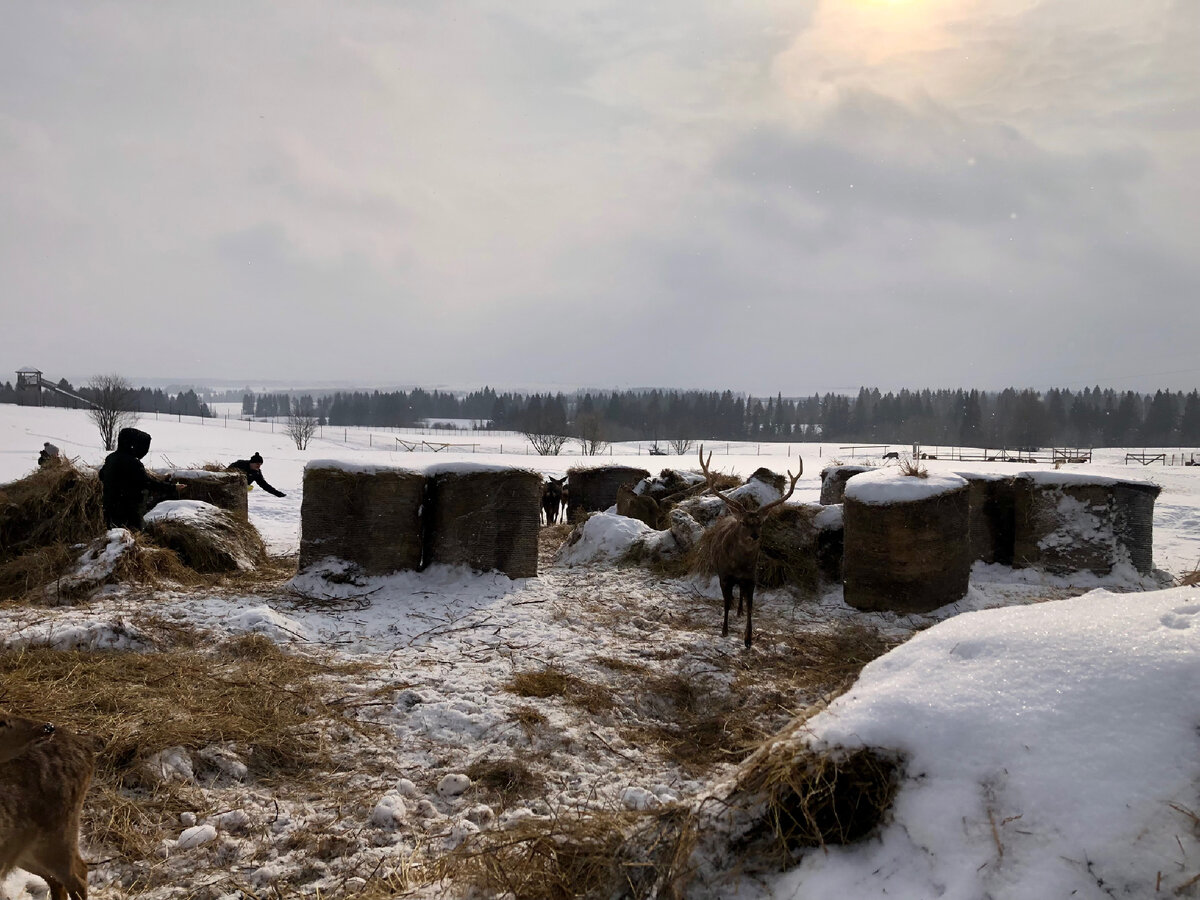 Олени