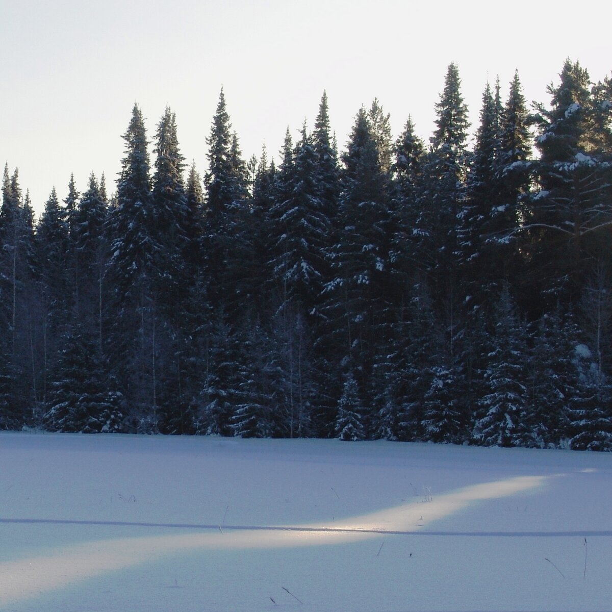 А и густ лес на заброшенных полях (фото автора)