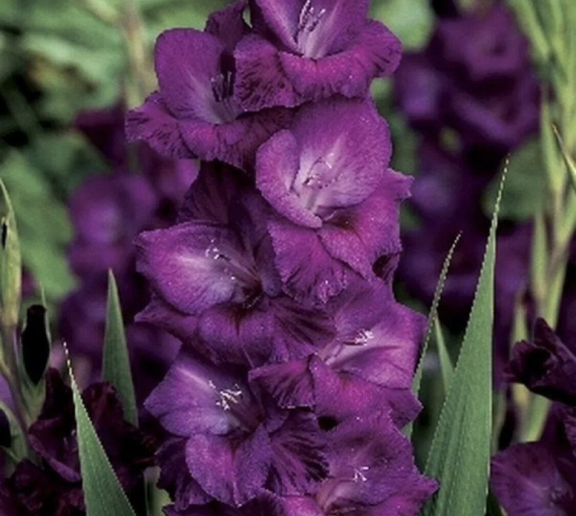 (фото из интернета)