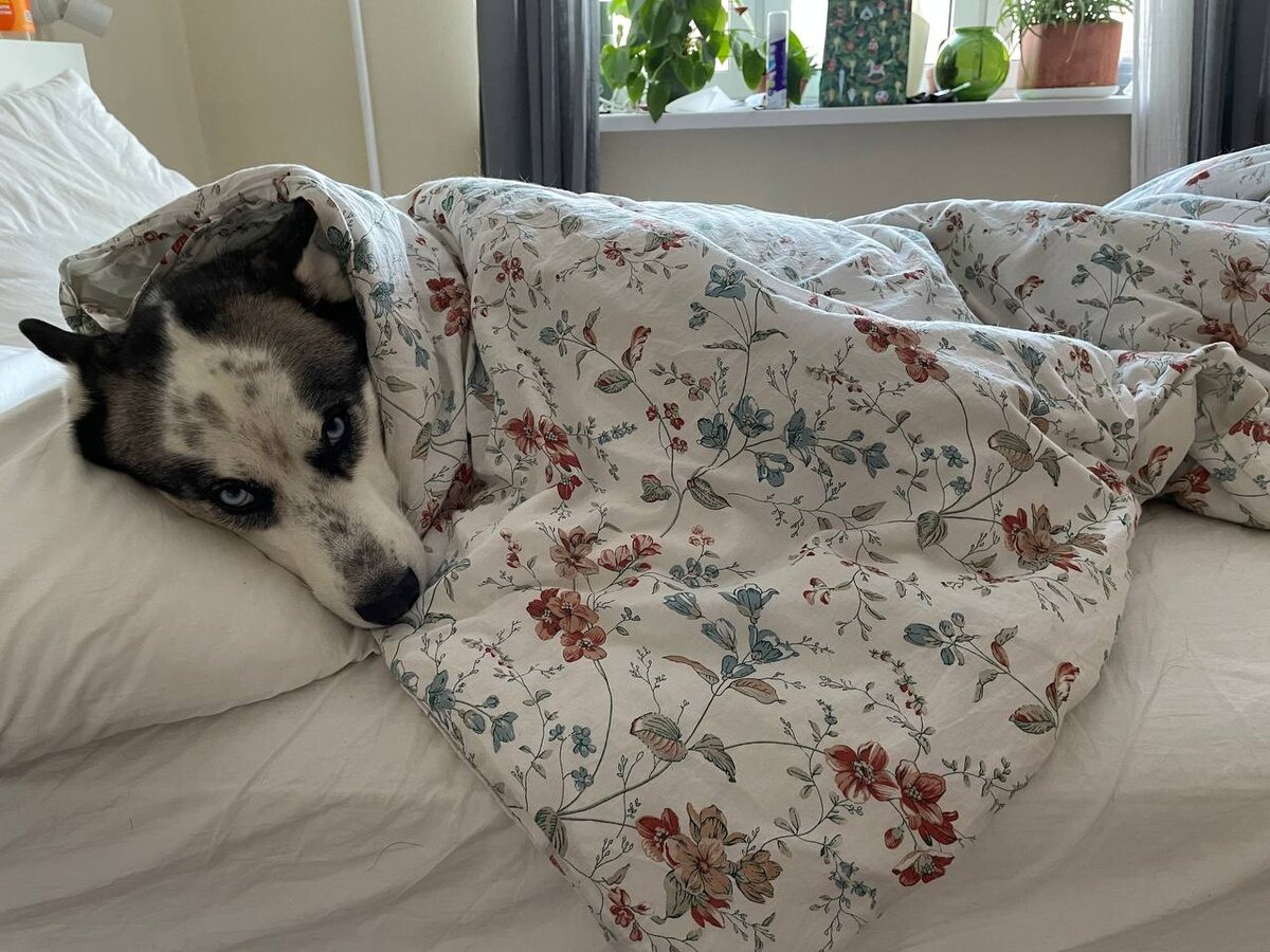 Не хотю бегать, не хотю на мороз! Там -22... иди одна!