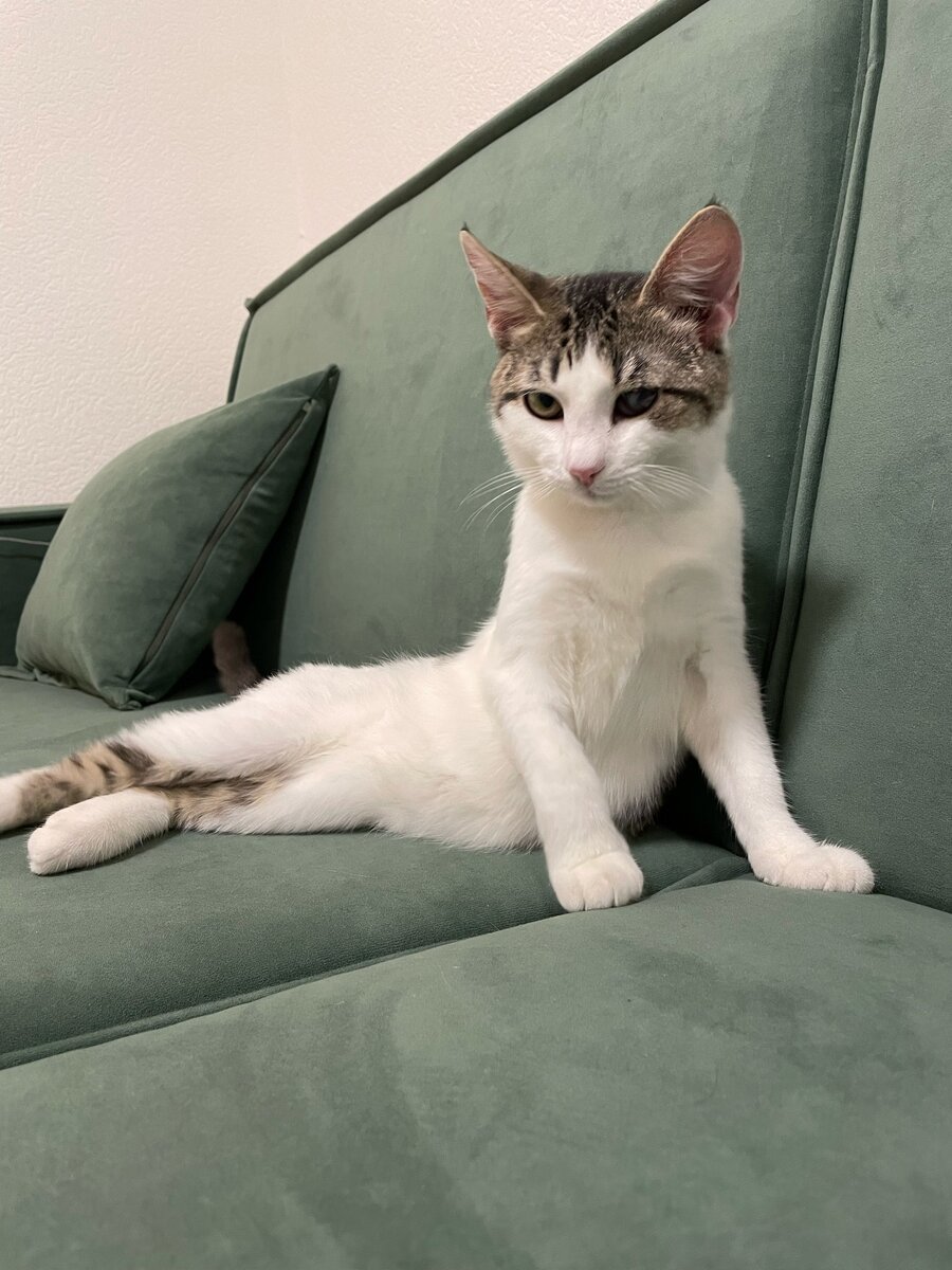 Домашняя булочка😺