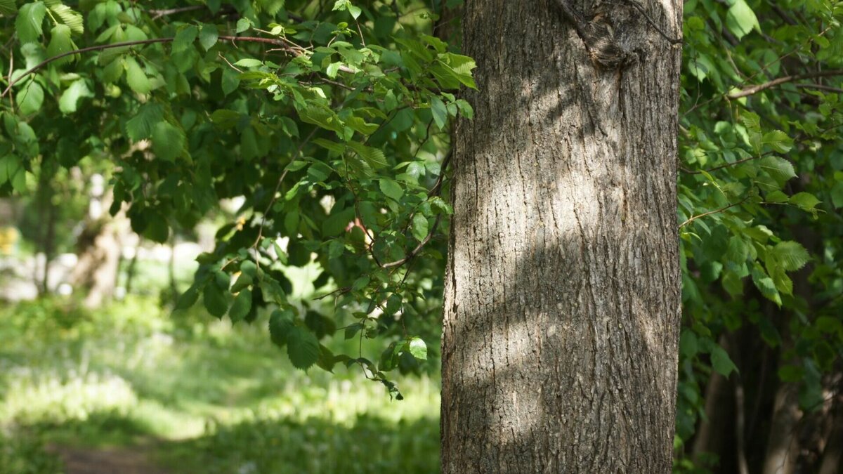     Значительную часть зеленых насаждений снесут у школ и детсадов.