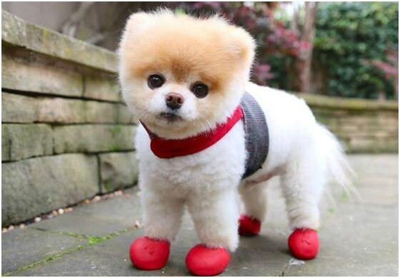 Померанский шпиц Бу. 