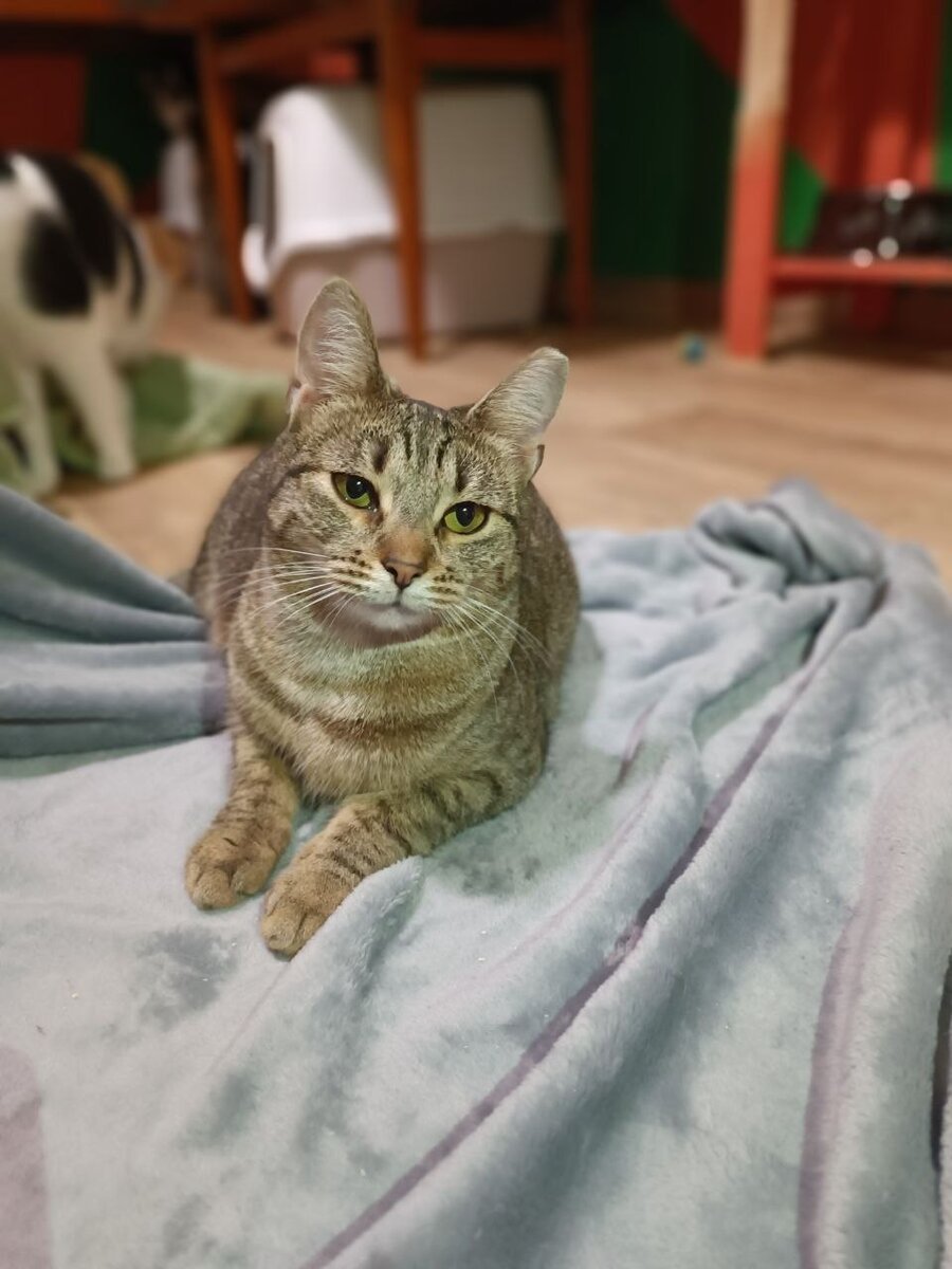 Лиса Патрикеевна