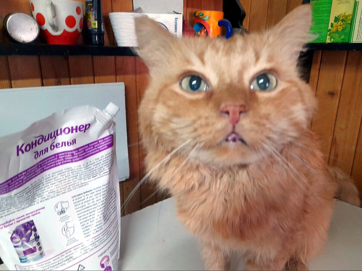 Возрастной кот Василий, от которого отказались наследники, переехал в другой дом.  До сих пор не привык к лотку, хотя раньше проблем с туалетом не было.