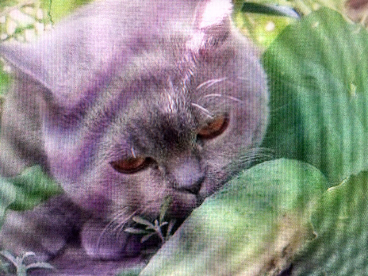 Фото из инета