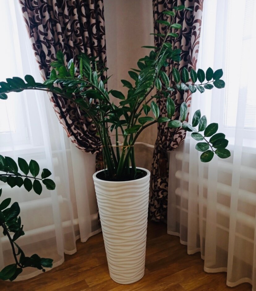 Какие горшки для замиокулькаса фото
