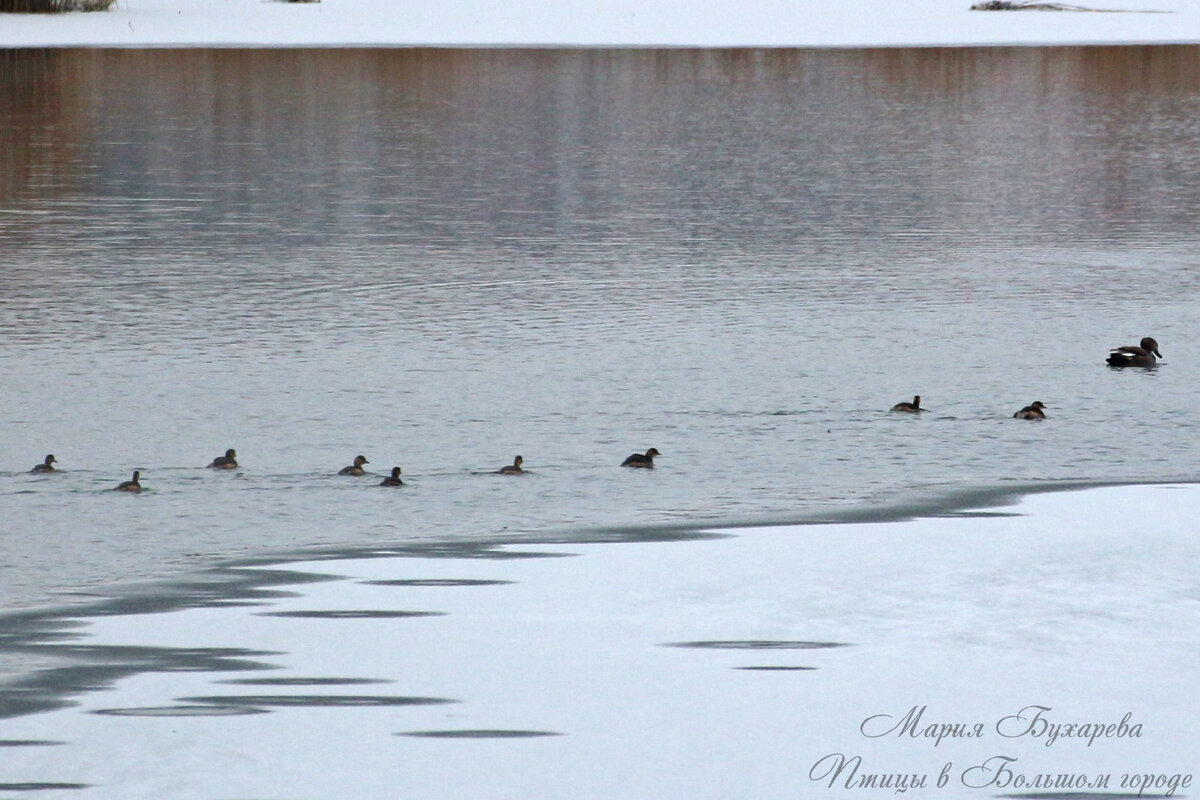 Малые поганки