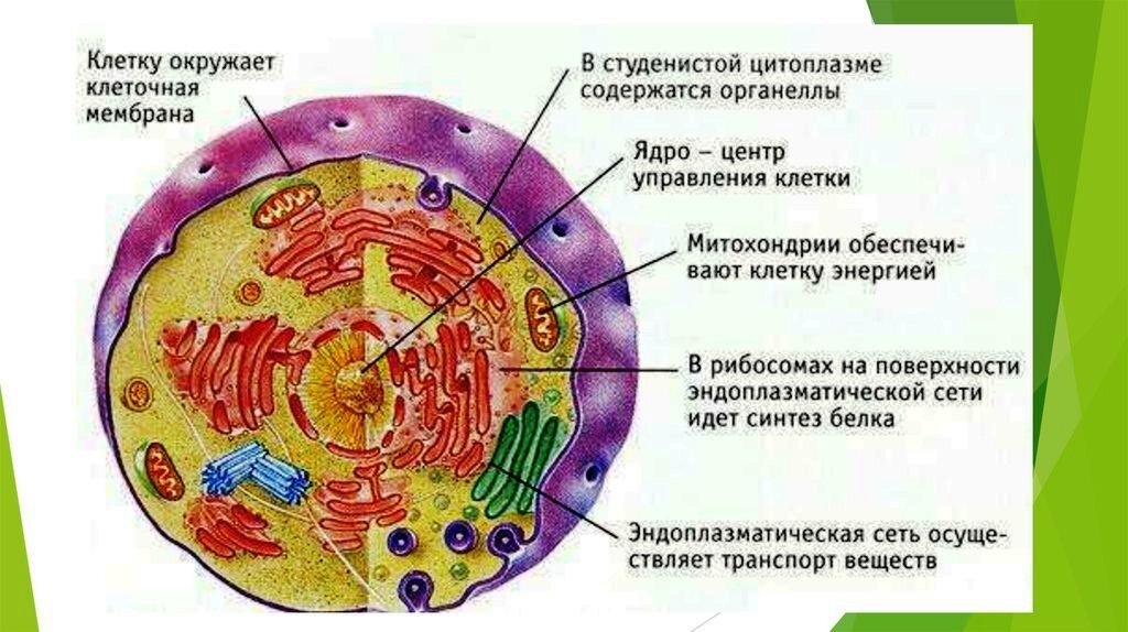 Строение клетки